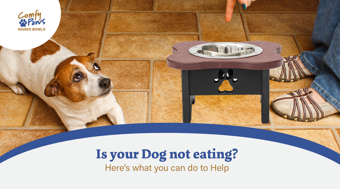 Is Your Dog Not Eating? Here's What You Can Do To Help.