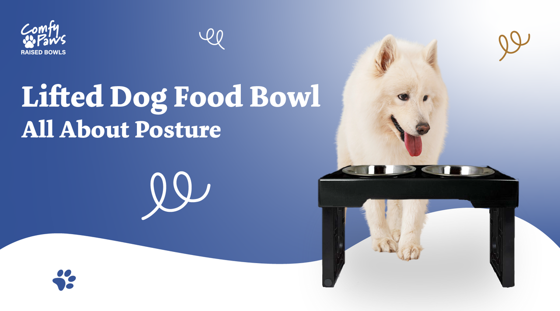 Lifted Dog Food Bowl: All About Posture