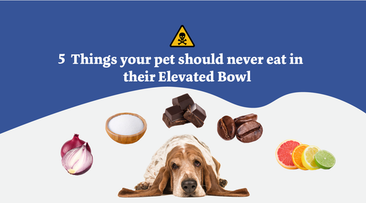 5 Things Your Pet Should Never Eat In Their Elevated Dog Bowl