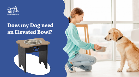 Does My Dog Need an Elevated Bowl?