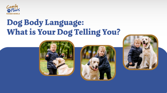 Dog Body Language - What Is Your Dog Telling You?