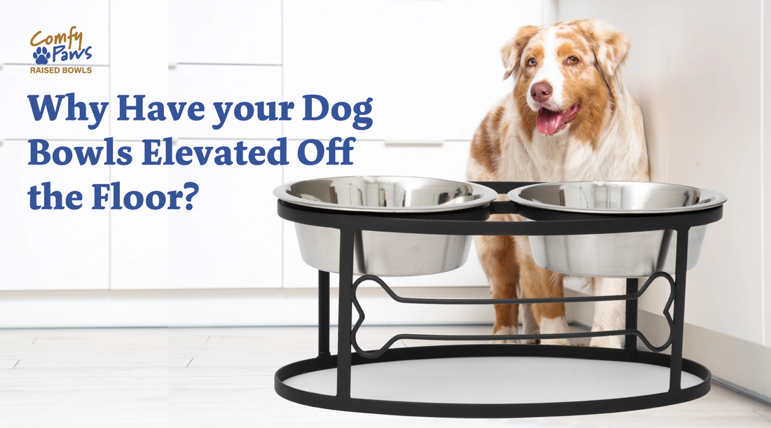 Why have your dog's bowl elevated off the floor