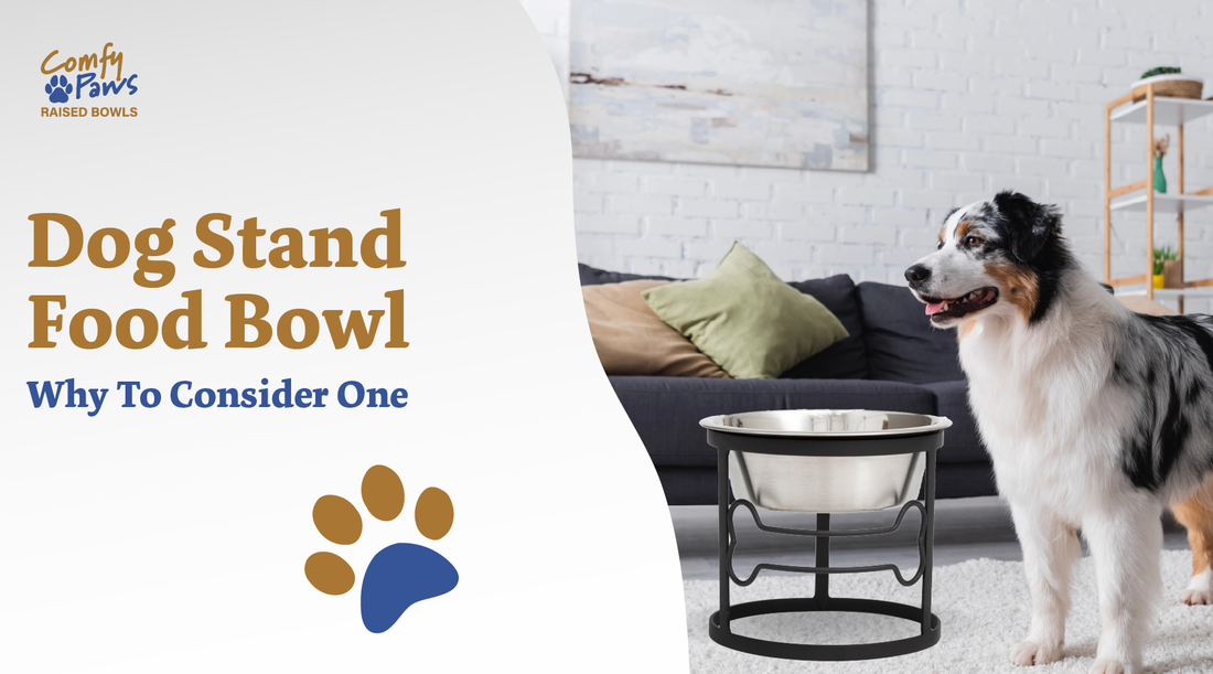 elevated stand for dog bowls: why to consider one