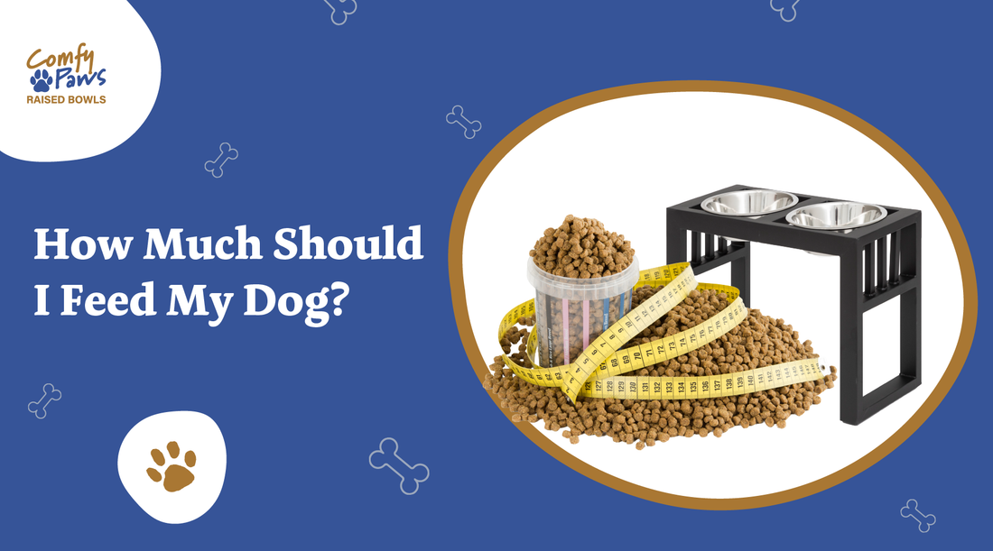 How Much Should I Feed My Dog?