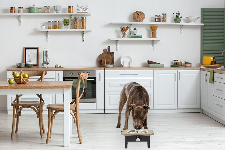 Single Elevated Dog Bowls