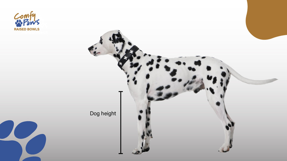 How to measure your dog's height